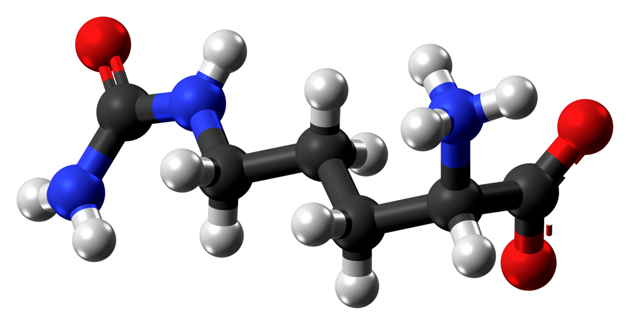 L Citrulline vs Citrulline Malate