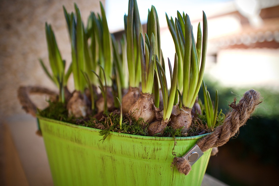 bulb vs rhizome in tabular form