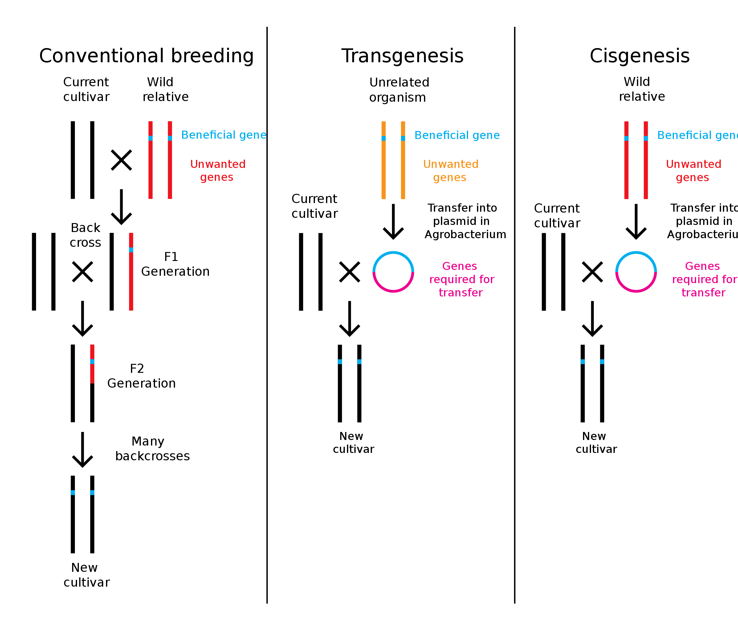 Cisgenesis vs Transgenesis in Tabular Form