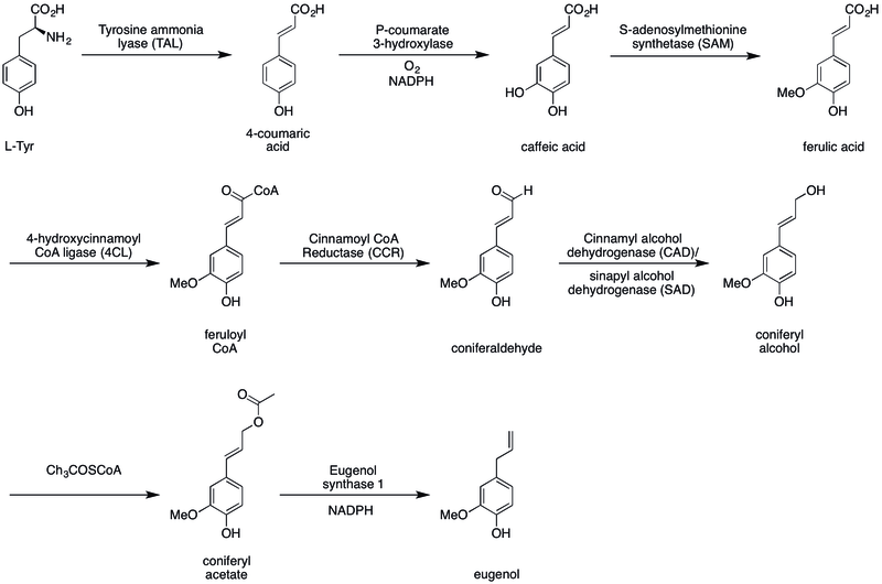 Eugenol vs Isoeugenol in Tabular Form