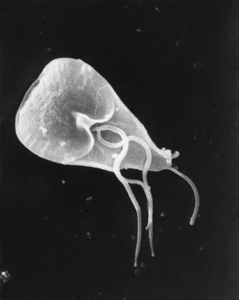 Amoebiasis and Giardiasis - Side by Side Comparison 