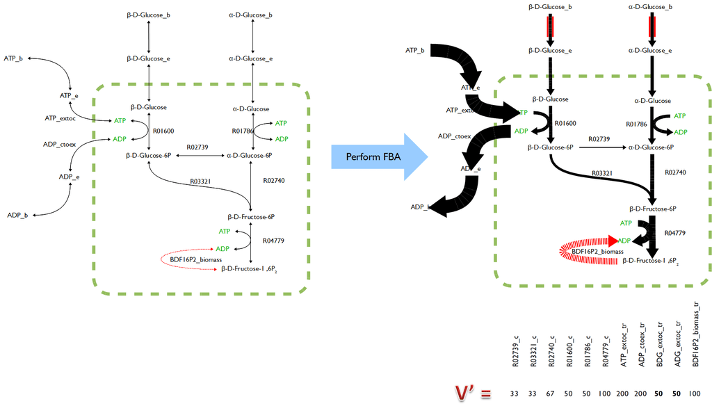 Metabolic Flux Analysis and Flux Balance Analysis - Side by Side Comparison 