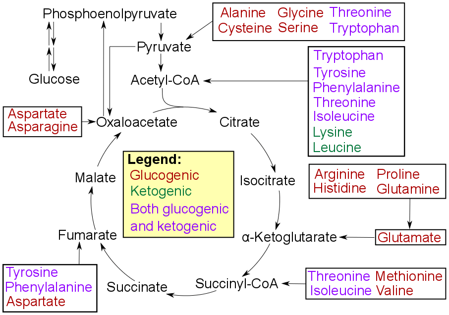 Proteinogenic vs Non-proteinogenic Amino Acids in Tabular Form