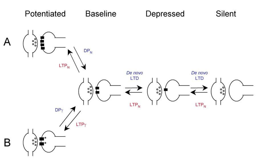 Long-term Depression and Long-term Potentiation - Side by Side Comparison 