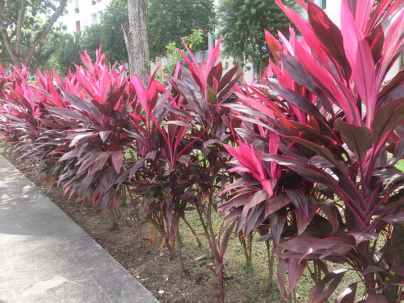 Cordyline and Phormium - Side by Side Comparison