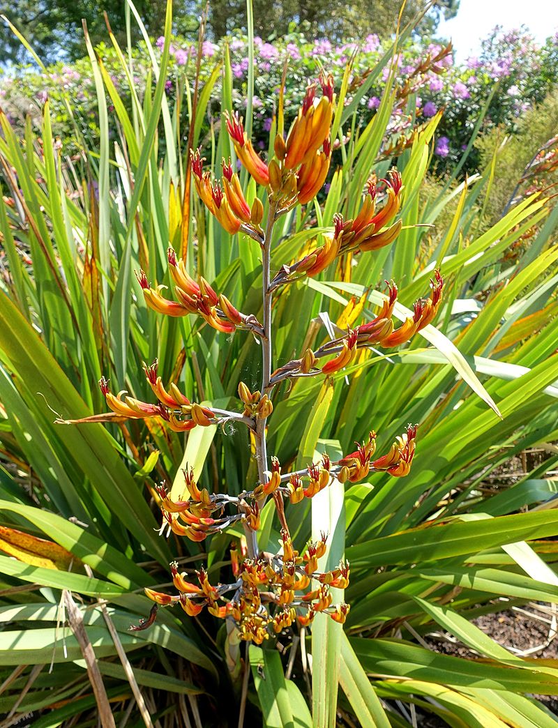 Cordyline vs Phormium in Tabular Form