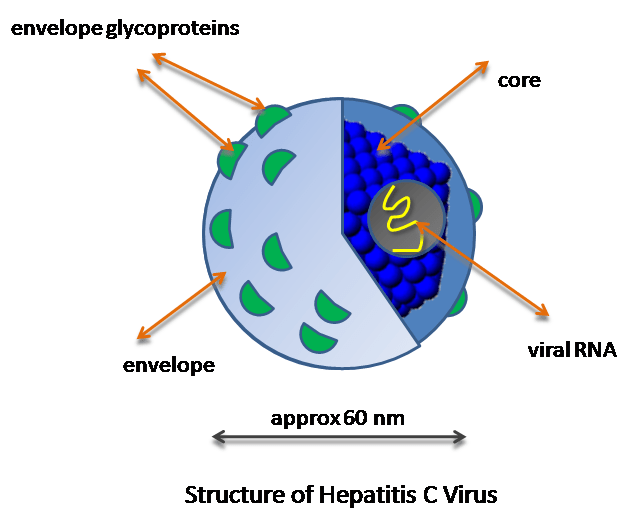 HBV and HCV - Side by Side Comparison 