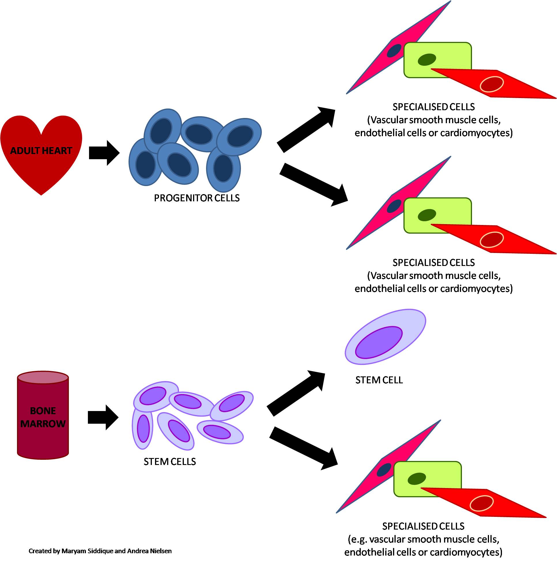 Hematopoietic Stem Cells vs Progenitor Cells in Tabular Form