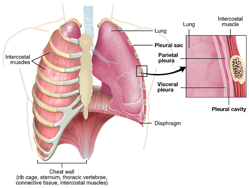 Parietal vs Visceral Pleura in Tabular Form