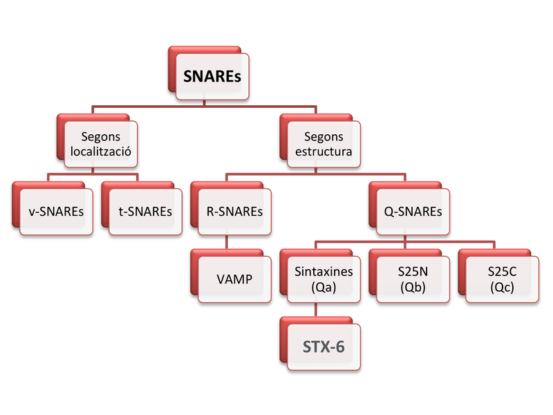 v-SNARE and t-SNARE - Side by Side Comparison 