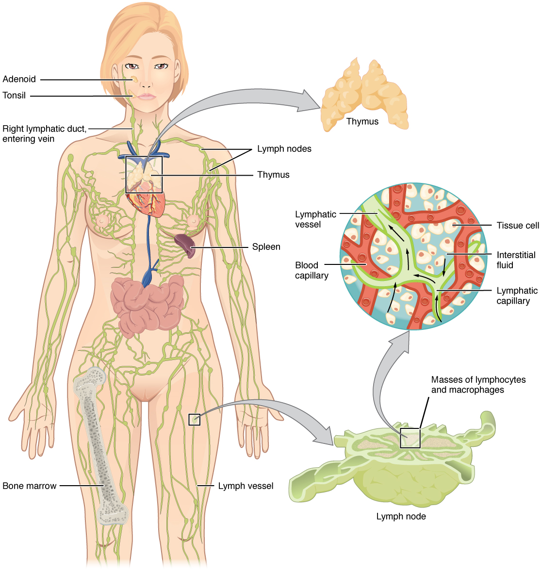 Central vs Peripheral Lymphoid Organs in Tabular Form