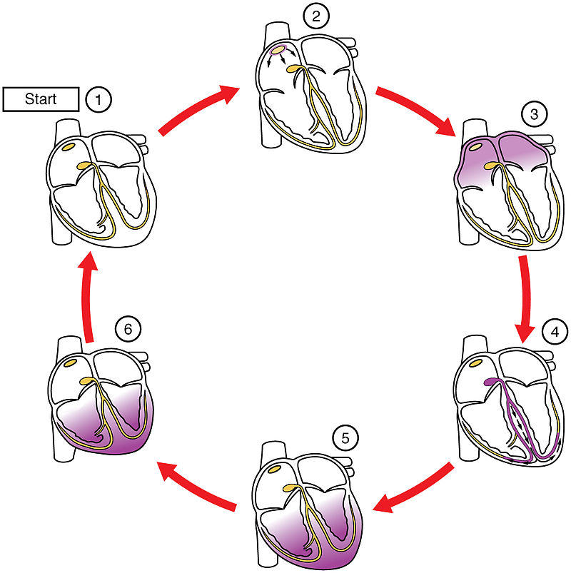 Contractile Myocardium vs Autorhythmic Myocardium in Tabular Form