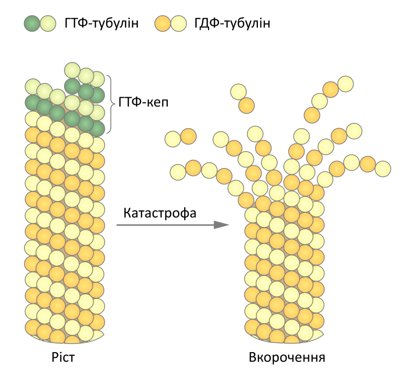 Dynamic Instability vs Treadmilling in Tabular Form