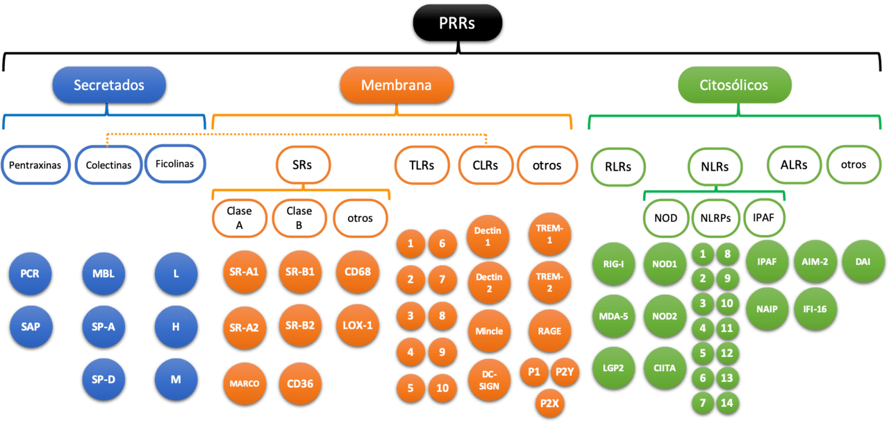 Toll-Like Receptors and Nod-Like Receptors - Side by Side Comparison 