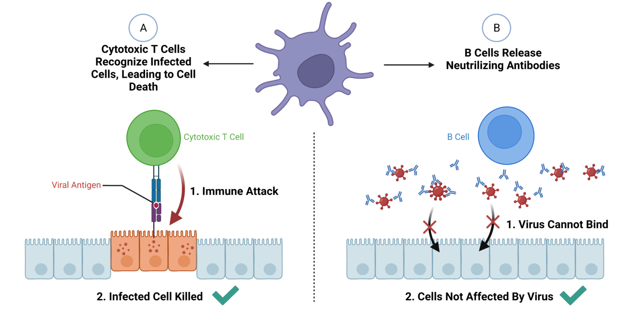 Naive and Effector T Cells - Side by Side Comparison 