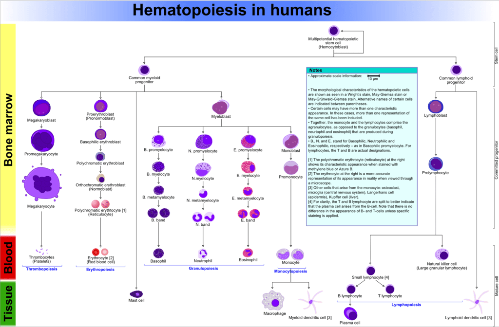 Mature and Immature Lymphocytes - Side by Side Comparison 