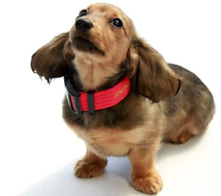 Spaying And Castration Neutering Dogs Doglistener