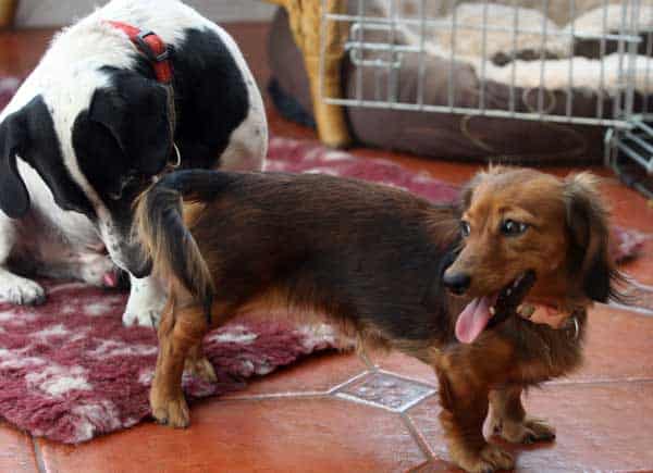Understanding Dogs And Their Season Also Known As Heat Cycle Estrus