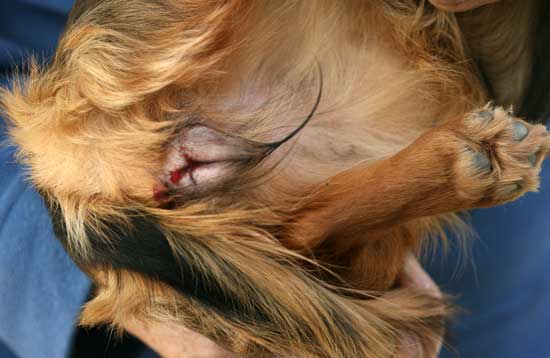 Understanding Dogs And Their Season Also Known As Heat Cycle Estrus