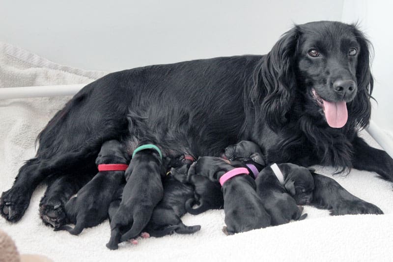 Understanding Dogs And Their Season Also Known As Heat Cycle Estrus