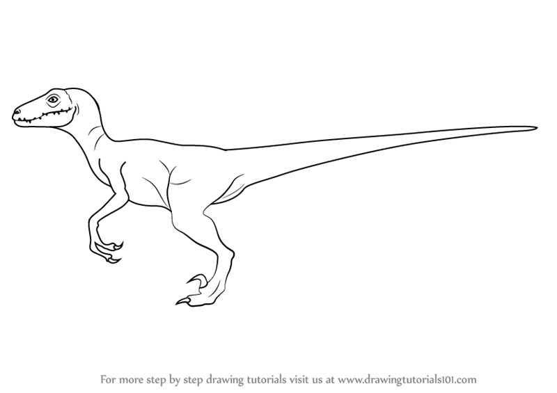Learn How To Draw A Velociraptor Dinosaurs Step By Step Drawing
