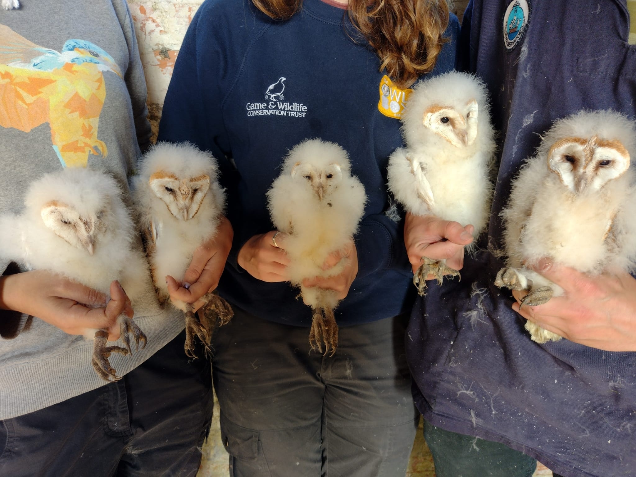 Local Students Build New Homes For Barn Owl Babies Eastleigh News