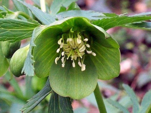 Elleboro Coltivazione E Cura Della Rosa Di Natale O Helleborus