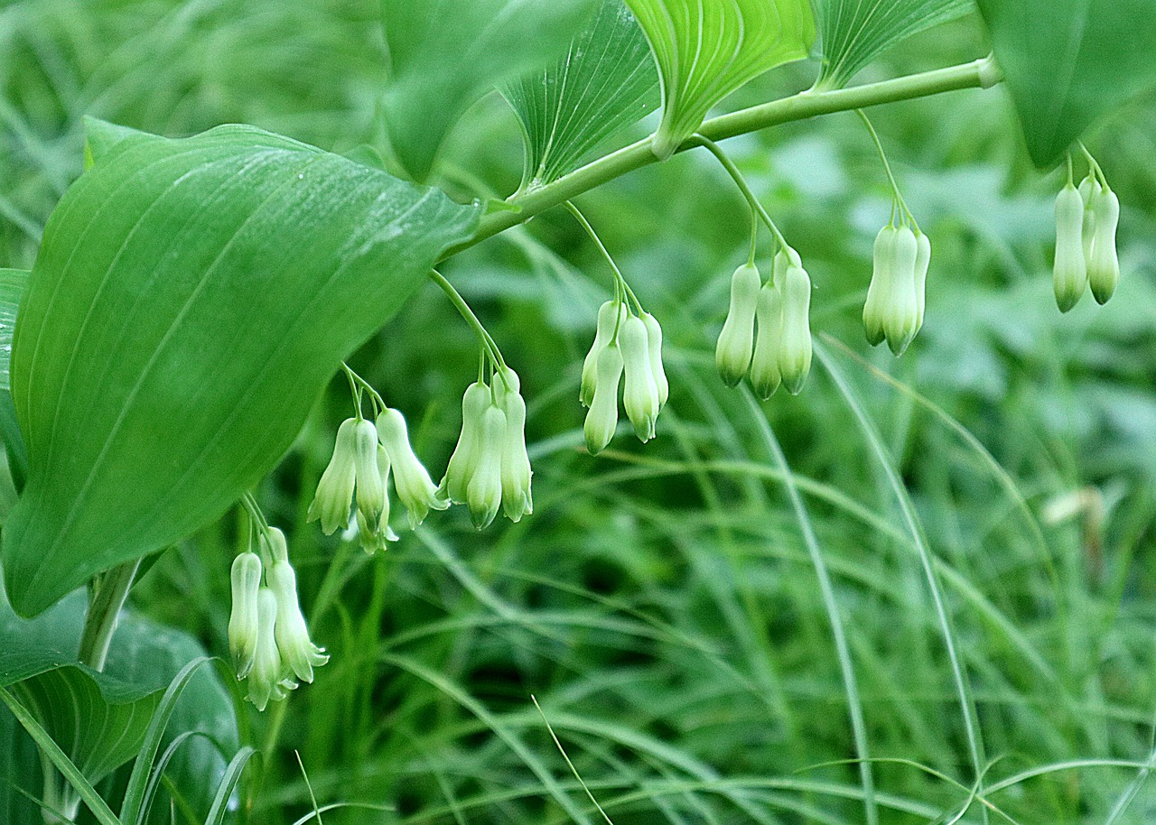 Polygonatum Sigillo Di Salomone Coltivazione E Cura