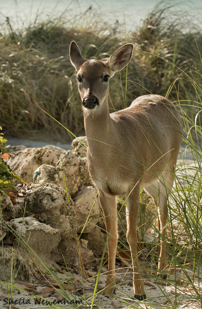 Florida S Key Deer Exploring Nature By Sheila Newenham