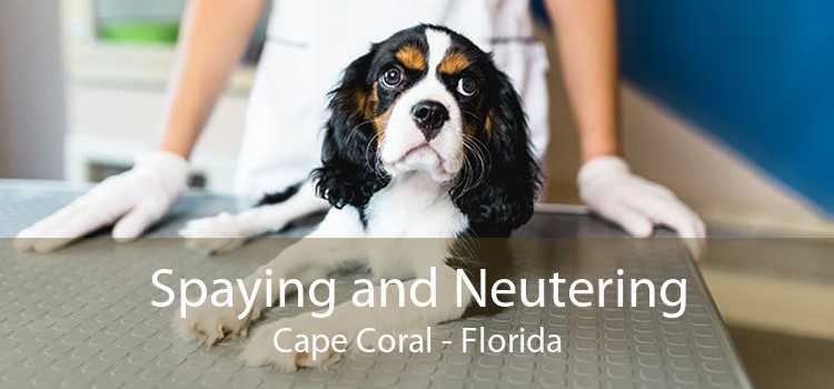 Spaying And Neutering Cape Coral Low Cost Pet Spay And Neuter Clinic