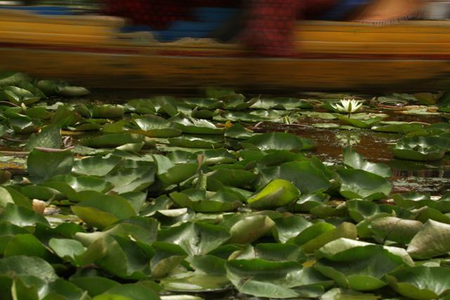 Lago Dal, Srinagar, Kashmir. Ph. Angelo Redaelli IMG_8160_640