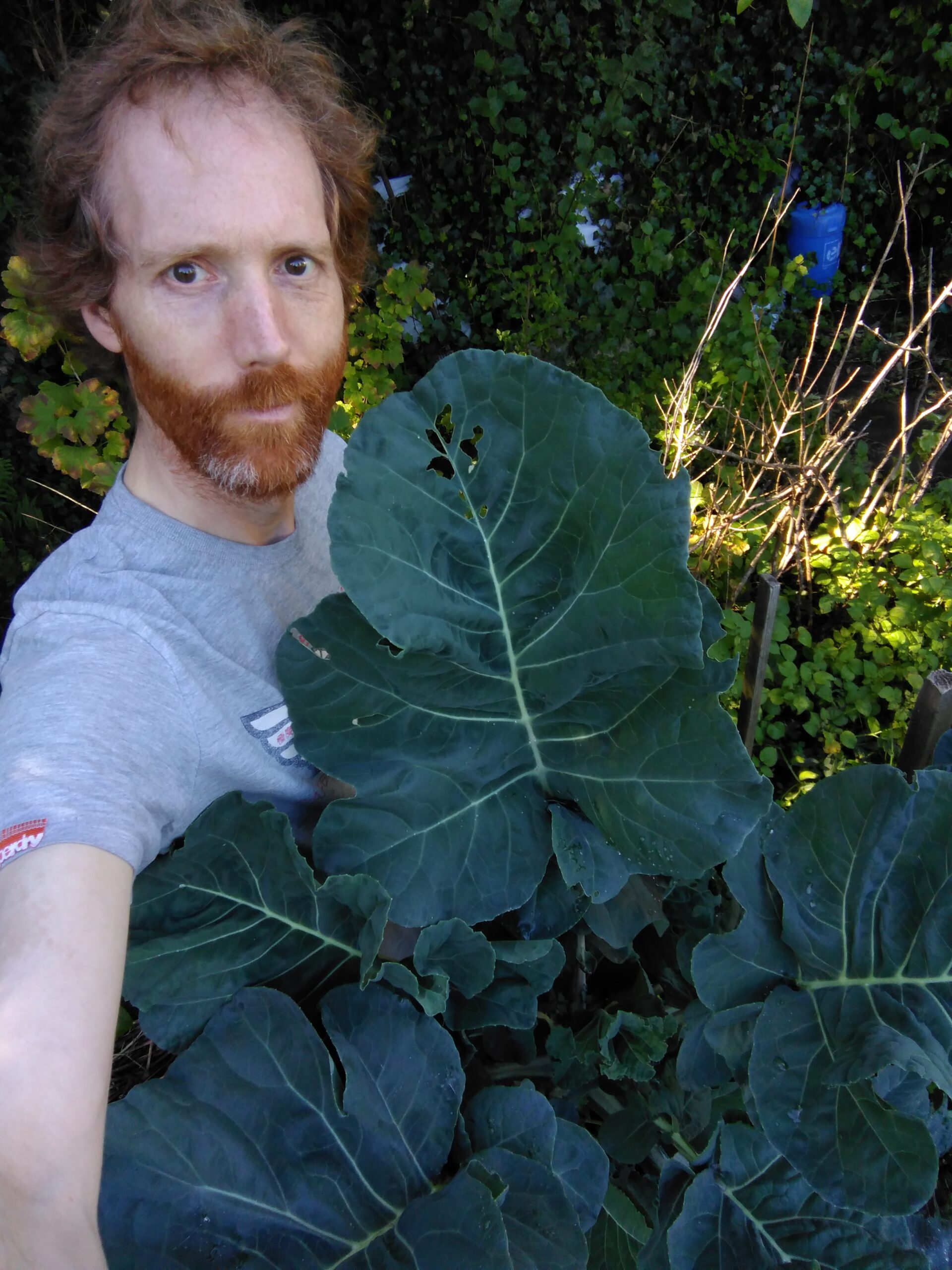 Perennial Kale A Food Forest In Your Garden