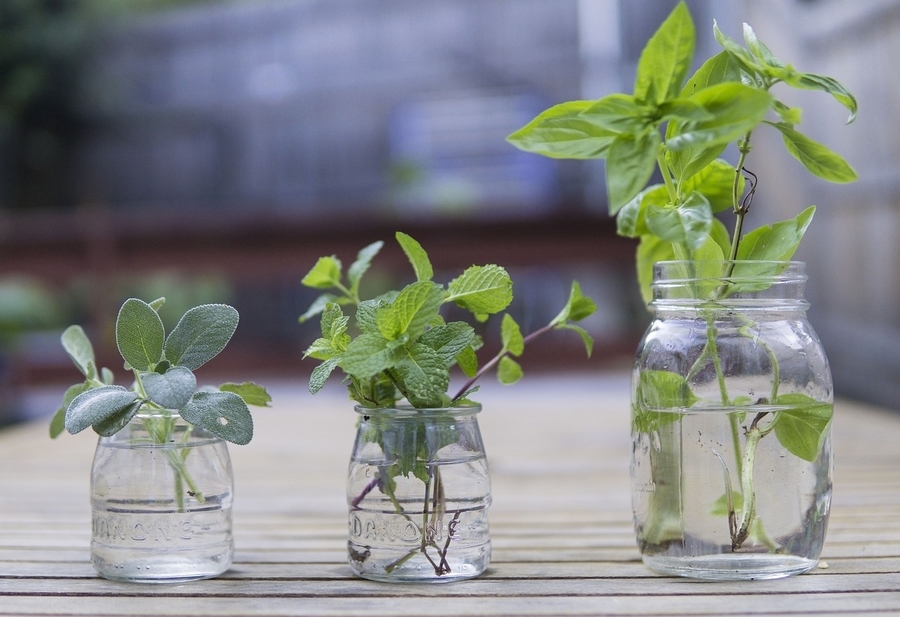 how to propagate ivy