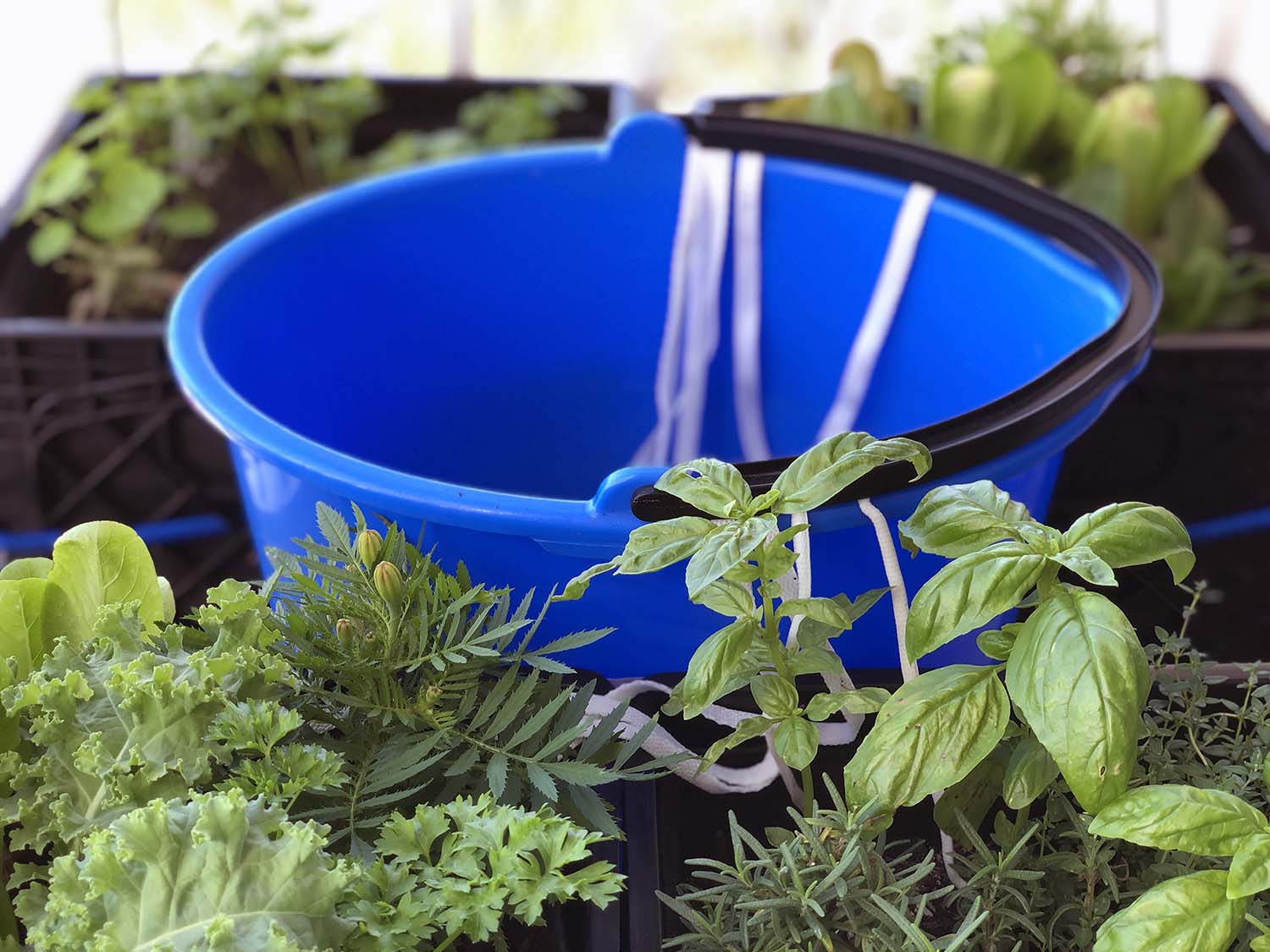 Diy Wick Watering System Gardening4joy