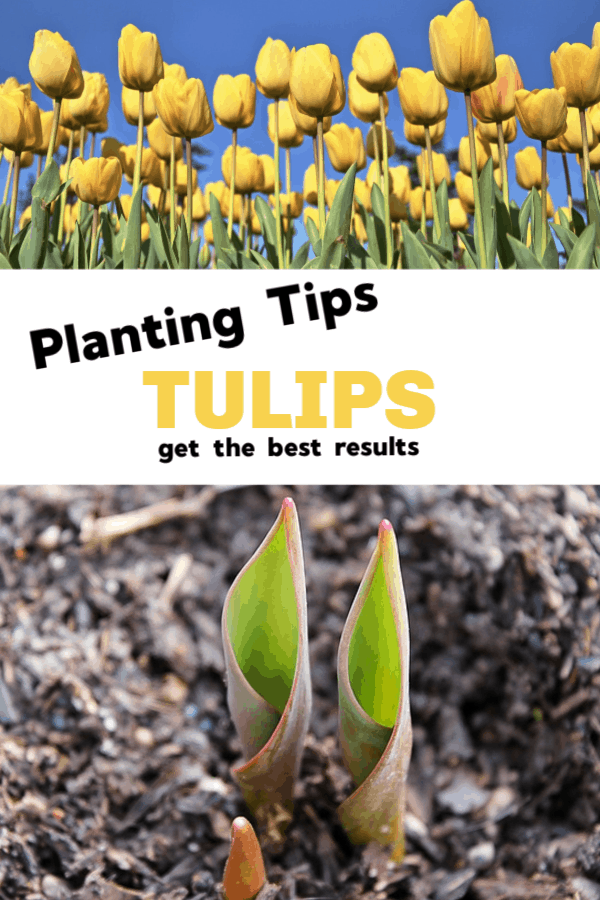 Planting Tulips For Best Results Gardening Channel