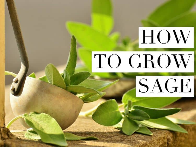 How To Grow Sage Gardening Channel