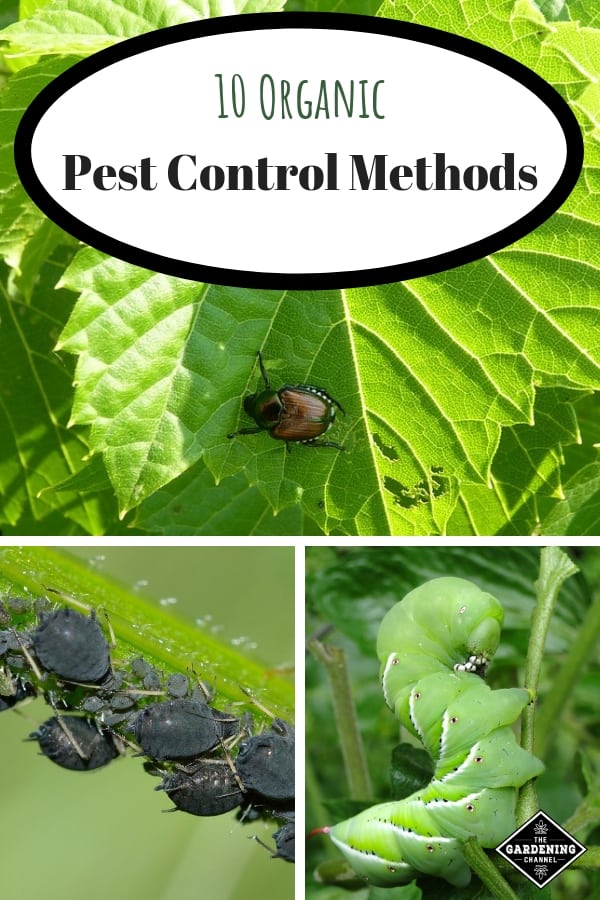 10 Organic Pest Control Methods Gardening Channel