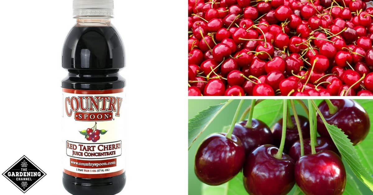 Tart Cherry Juice An Effective Remedy For Insomnia Gardening Channel