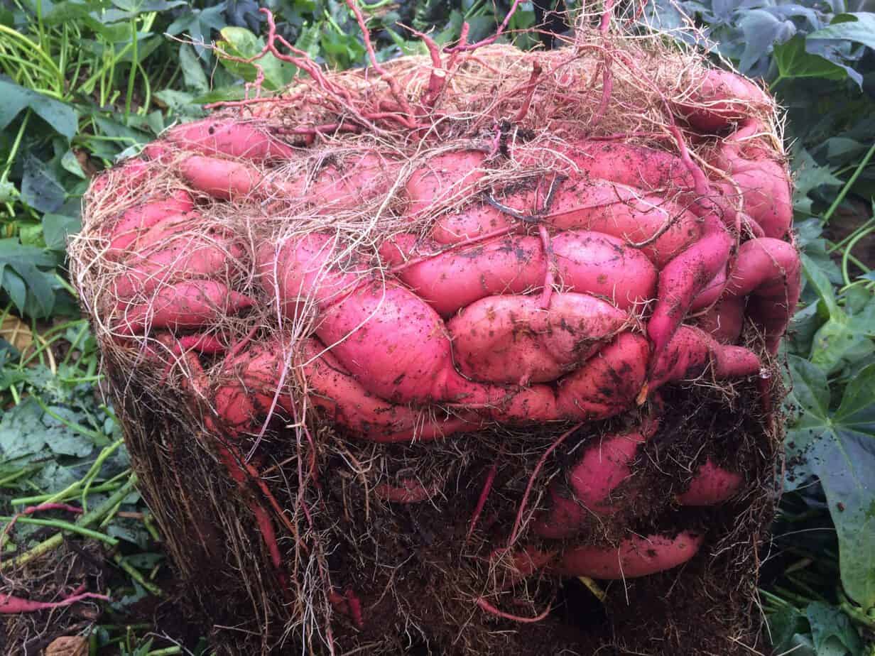 How To Grow A Massive Sweet Potato Harvest With Diy Containers Gardening Channel
