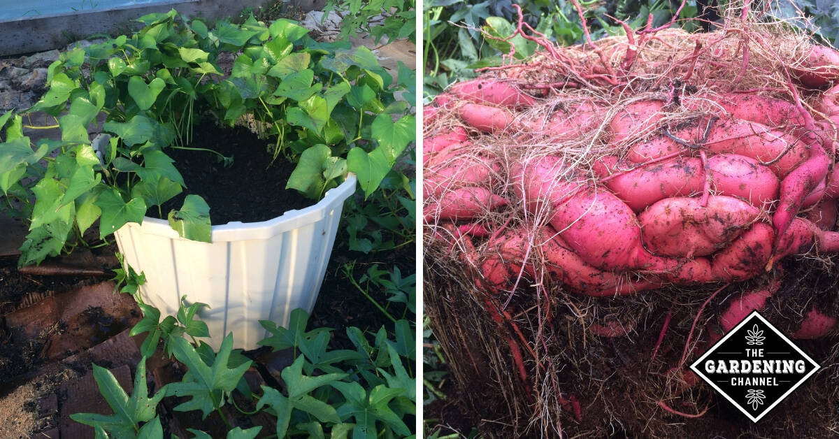 How To Grow A Massive Sweet Potato Harvest With Diy Containers Gardening Channel
