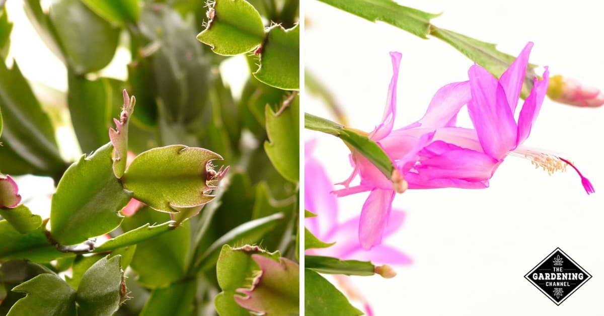 How To Care For Christmas Holiday Cactus Schlumbergera Gardening Channel