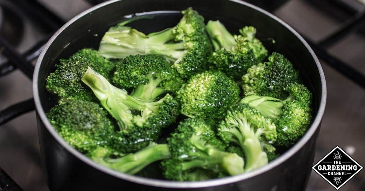 How Do You Prepare Broccoli For Freezing Gardening Channel