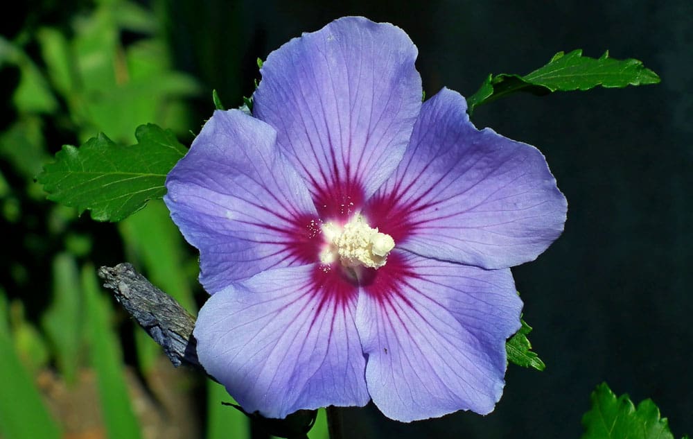 Everything You Need To Know About The Magnificent Rose Of Sharon Plant