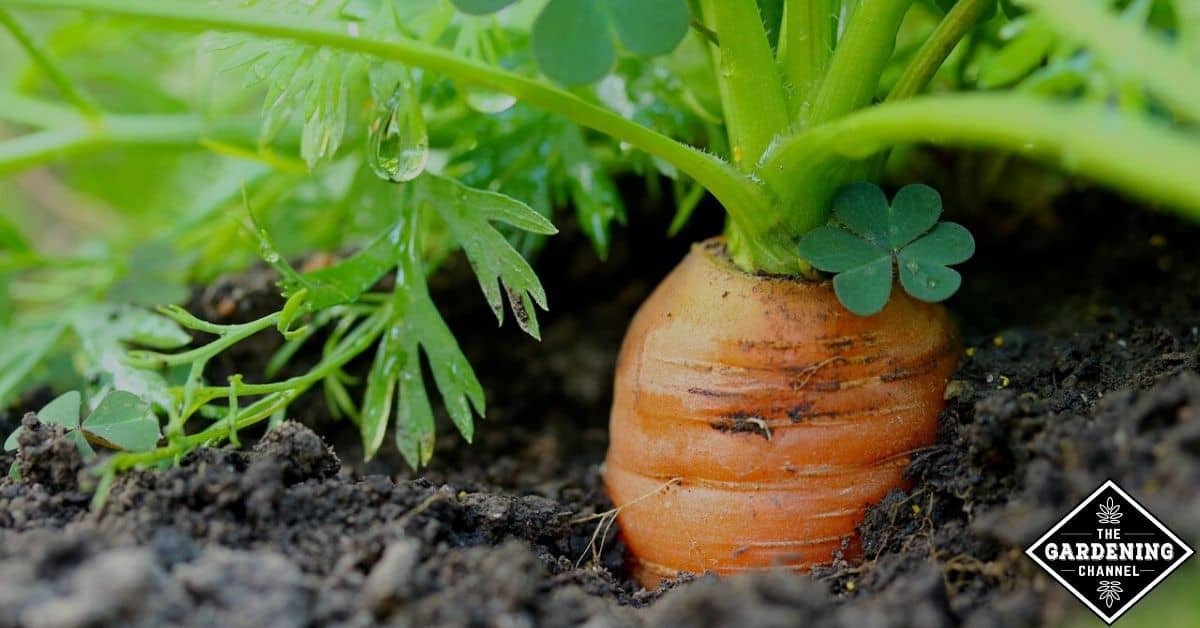 Can I Grow Carrots From A Carrot Gardening Channel