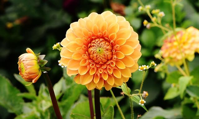 Are Dahlias Annuals Or Perennials Gardening Channel