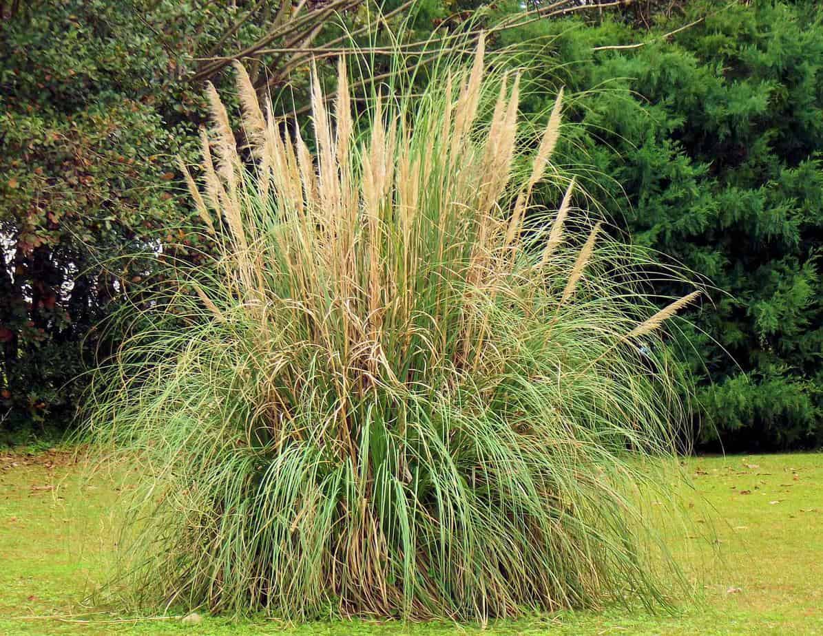 Does Pampas Grass Come Back Every Year Gardening Channel