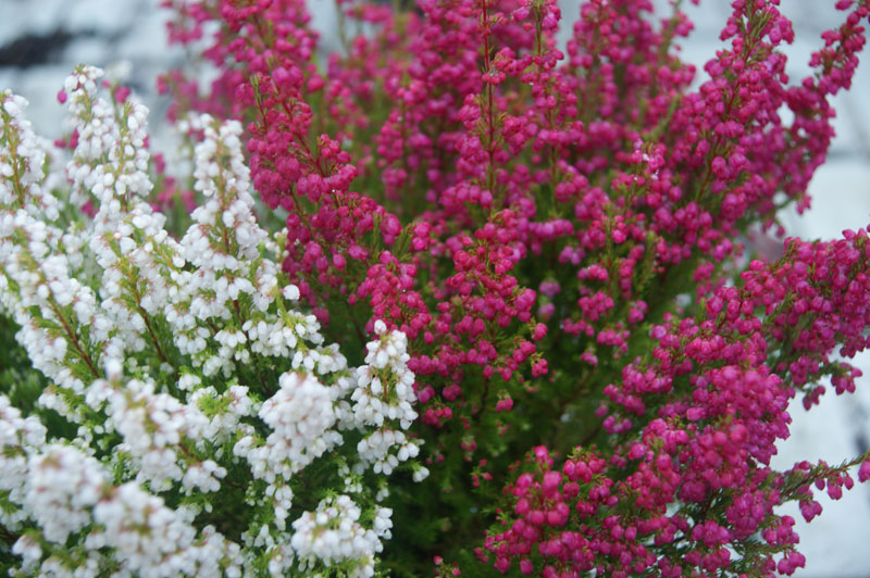 Allerheiligen 2022 Termine Bauernregeln Garteln
