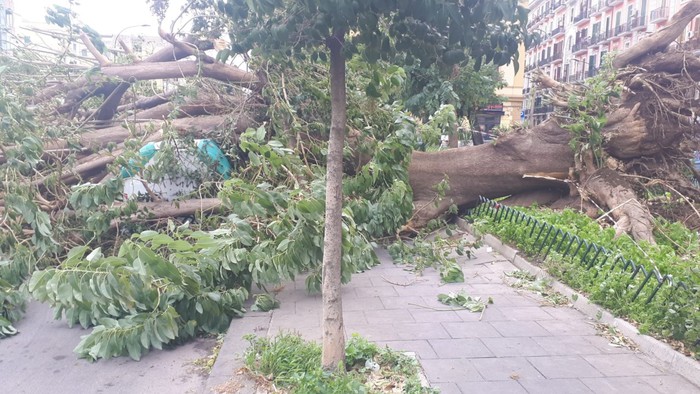 Cade Albero A Fuorigrotta Muore 21 Enne Gazzetta Di Napoli