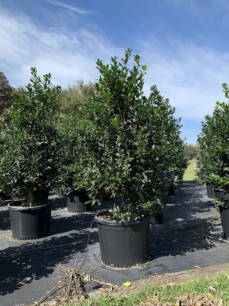 Nellie R Stevens Holly 15 Gallon Georgia Tree Farm
