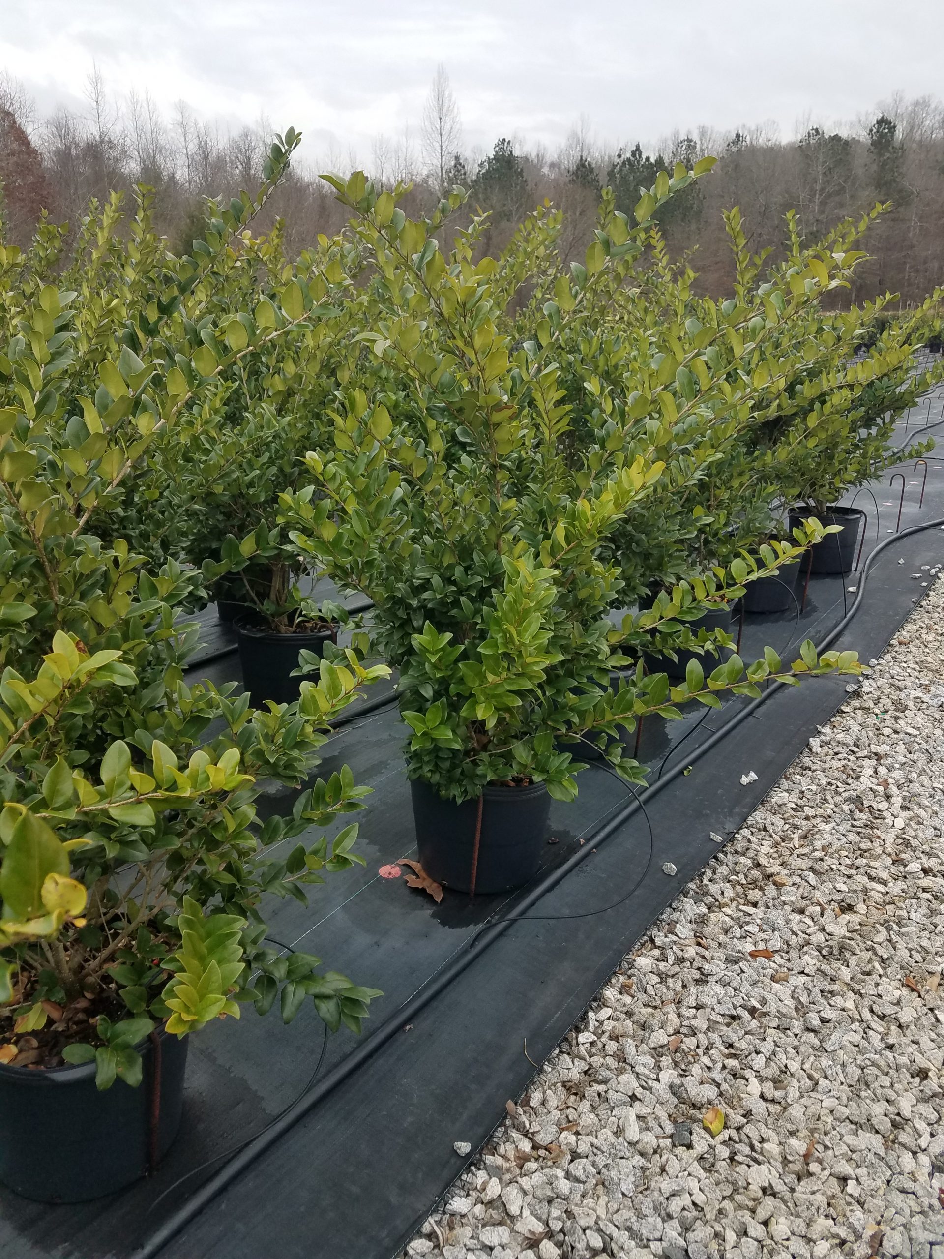 Wax Leaf Ligustrum 7 Gallon Georgia Tree Farm